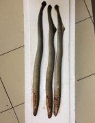 七鳃鳗能吃吗好吃吗，七鳃鳗吃多了会死人真的假的