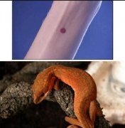 守宫砂点在手臂什么地方图，男人守宫砂在什么部位？