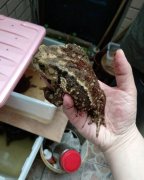 蟾蜍进家里有什么预兆，蟾蜍是可以聚财的吉祥物吗？