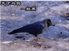 听到乌鸦叫不吉利吗怎么破解，乌鸦哪个时辰叫是吉事？