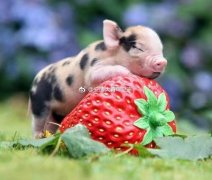 茶杯猪真的长不大吗，茶杯猪幼崽多少钱一只？