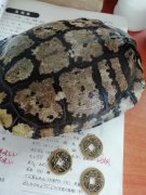 摇卦为什么用六个铜钱，摇卦铜钱字为阳还是阴？