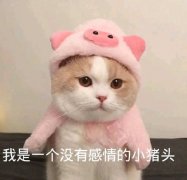 猫假装咬人但咬的不重啥意思，猫抱着手要还用腿蹬咋回事？