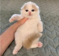 折耳猫为什么不能养，是因为有遗传病容易发病吗？