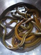 黄鳝白天钓还是晚上钓，怎么区分蛇洞和黄鳝洞？